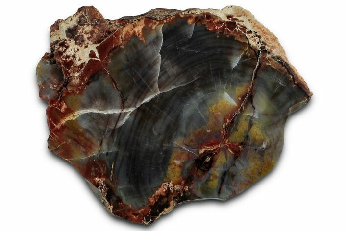 Polished Petrified Wood (Araucarioxylon) - Arizona #350866